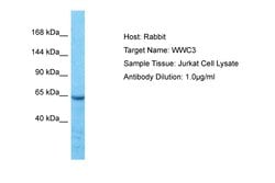 Invitrogen WWC3 Polyclonal Antibody 100 &mu;L; Unconjugated:Antibodies,