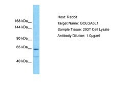 Invitrogen GOLGA6L1 Polyclonal Antibody 100 &mu;L; Unconjugated:Antibodies,