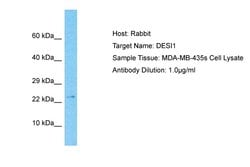 DESI1 Polyclonal Antibody:Antibodies, Polyclonal