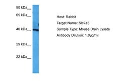 Invitrogen SLC7A5 Polyclonal Antibody 100 &mu;L; Unconjugated:Antibodies,