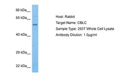 Invitrogen CBLC Polyclonal Antibody 100 &mu;L; Unconjugated:Antibodies,