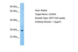 Invitrogen LILRA5 Polyclonal Antibody 100 &mu;L; Unconjugated:Antibodies,