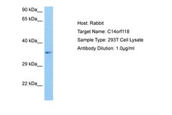 Invitrogen GPATCH2L Polyclonal Antibody 100 &mu;L; Unconjugated:Antibodies,