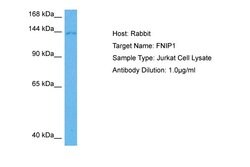 Invitrogen FNIP1 Polyclonal Antibody 100 &mu;L; Unconjugated:Antibodies,