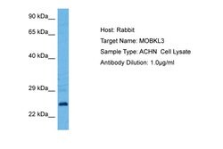 Invitrogen MOB4 Polyclonal Antibody 100 &mu;L; Unconjugated:Antibodies,