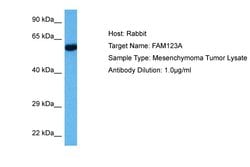 Invitrogen AMER2 Polyclonal Antibody 100 &mu;L; Unconjugated:Antibodies,