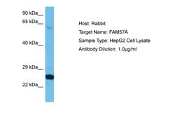 Invitrogen FAM57A Polyclonal Antibody 100 &mu;L; Unconjugated:Antibodies,