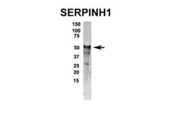 Invitrogen SERPINH1 Polyclonal Antibody 100 &mu;L | Buy Online | Invitrogen&trade; | Fisher Scientific