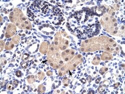 Invitrogen SNAPC2 Polyclonal Antibody 100 &mu;L; Unconjugated:Antibodies,