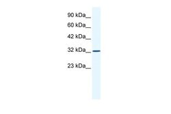 Invitrogen SNAPC2 Polyclonal Antibody 100 &mu;L; Unconjugated:Antibodies,