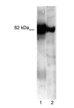 Invitrogen Nucleobindin 1 Polyclonal Antibody 100 &mu;L; Unconjugated:Antibodies,