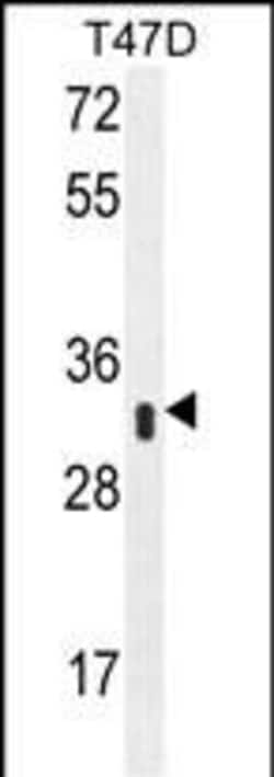 Invitrogen IFI35 Polyclonal Antibody 400 &mu;L | Buy Online | Invitrogen&trade; | Fisher Scientific