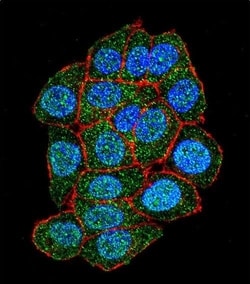 Invitrogen ASXL1 Polyclonal Antibody 400 &mu;L; Unconjugated:Antibodies,