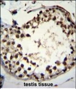 Invitrogen ASXL1 Polyclonal Antibody 400 &mu;L; Unconjugated:Antibodies,