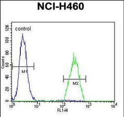 B3GALT5 Rabbit anti-Human, Polyclonal, Invitrogen 400 &mu;L; Unconjugated:Antibodies,