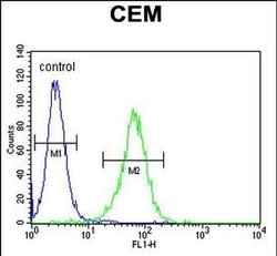 NXPH4 Rabbit anti-Human, Polyclonal, Invitrogen 400 &mu;L; Unconjugated:Antibodies,