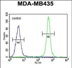 ALKBH6 Rabbit anti-Human, Mouse, Polyclonal, Invitrogen 400 &mu;L; Unconjugated:Antibodies,