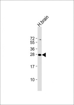 Invitrogen PLD6 Polyclonal Antibody 400 &mu;L; Unconjugated:Antibodies,