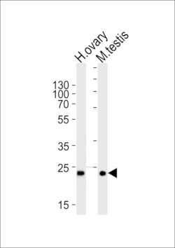 Invitrogen PLD6 Polyclonal Antibody 400 &mu;L; Unconjugated:Antibodies,