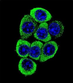Invitrogen TMEM150B Polyclonal Antibody 400 &mu;L | Buy Online | Invitrogen&trade; | Fisher Scientific