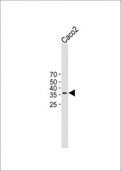 Invitrogen TMEM150B Polyclonal Antibody 400 &mu;L | Buy Online | Invitrogen&trade; | Fisher Scientific