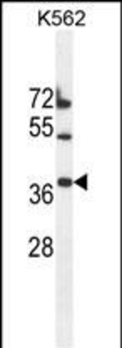 Invitrogen TMEM150B Polyclonal Antibody 400 &mu;L | Buy Online | Invitrogen&trade; | Fisher Scientific