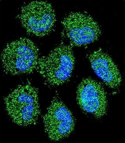 Invitrogen PRAMEF6 Polyclonal Antibody 400 &mu;L; Unconjugated:Antibodies,