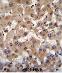 Invitrogen PRAMEF6 Polyclonal Antibody 400 &mu;L; Unconjugated:Antibodies,