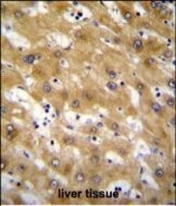 Invitrogen CLEC12B Polyclonal Antibody 400 &mu;L; Unconjugated:Antibodies,