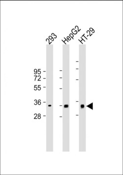Invitrogen CLEC12B Polyclonal Antibody 400 &mu;L; Unconjugated:Antibodies,