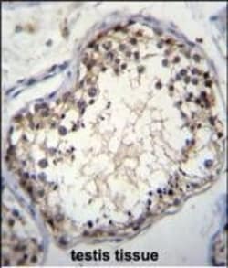 Invitrogen OVOS2 Polyclonal Antibody 400 &mu;L; Unconjugated:Antibodies,