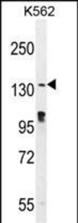 Invitrogen OVOS2 Polyclonal Antibody 400 &mu;L; Unconjugated:Antibodies,