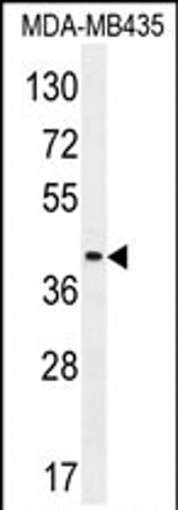 LILRA5 Rabbit anti-Human, Polyclonal, Invitrogen 400 &mu;L; Unconjugated:Antibodies,