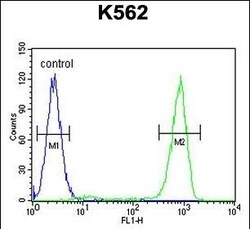 Invitrogen OC90 Polyclonal Antibody 400 &mu;L; Unconjugated:Antibodies,