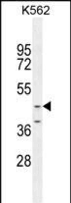 Invitrogen OC90 Polyclonal Antibody 400 &mu;L; Unconjugated:Antibodies,