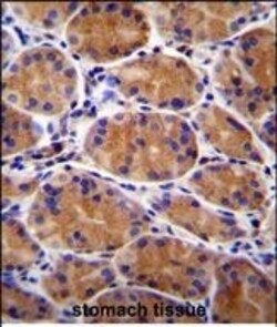 Invitrogen GIN1 Polyclonal Antibody 400 &mu;L; Unconjugated:Antibodies,