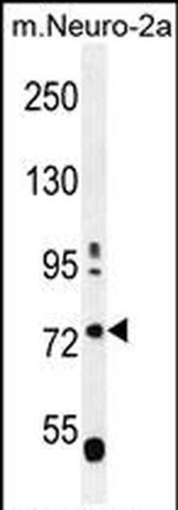 LRWD1 Rabbit anti-Mouse, Polyclonal, Invitrogen 400 &mu;L; Unconjugated:Antibodies,