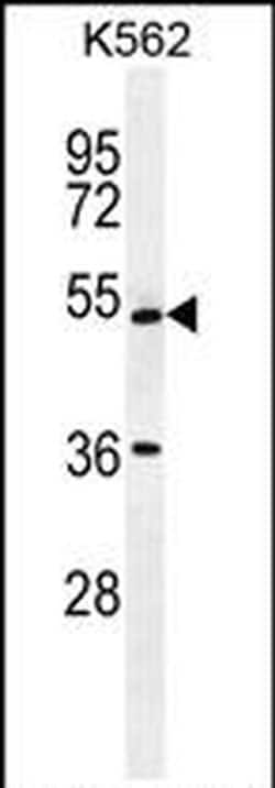 UAP1L1 Rabbit anti-Human, Polyclonal, Invitrogen 400 &mu;L; Unconjugated:Antibodies,