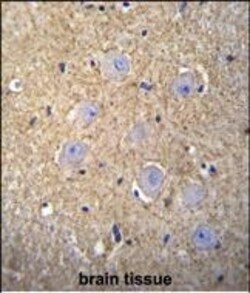 Invitrogen OR2T3 Polyclonal Antibody 400 &mu;L; Unconjugated:Antibodies,