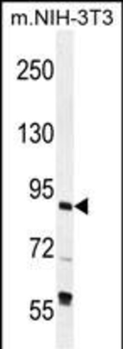 Invitrogen GTF3C4 Polyclonal Antibody 400 &mu;L; Unconjugated:Antibodies,