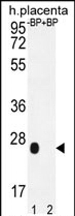 OR2J3 Rabbit anti-Human, Polyclonal, Invitrogen 400 &mu;L; Unconjugated:Antibodies,