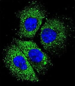 Invitrogen CYBA Polyclonal Antibody 400 &mu;L; Unconjugated:Antibodies,