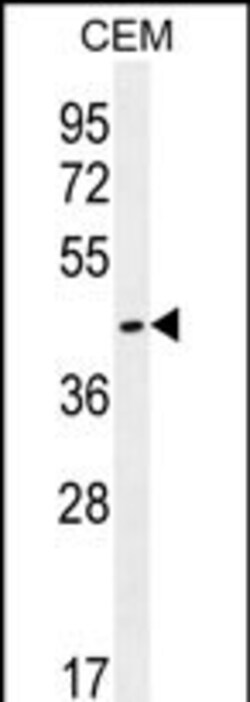 Invitrogen OR8H2/OR8H3 Polyclonal Antibody 400 &mu;L; Unconjugated:Antibodies,