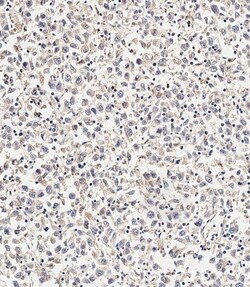 Invitrogen ASM Polyclonal Antibody 400 &mu;L; Unconjugated:Antibodies,