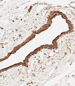 Invitrogen ASM Polyclonal Antibody 400 &mu;L; Unconjugated:Antibodies,