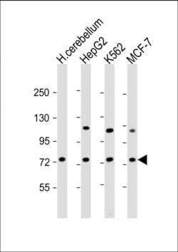 Invitrogen ASM Polyclonal Antibody 400 &mu;L; Unconjugated:Antibodies,