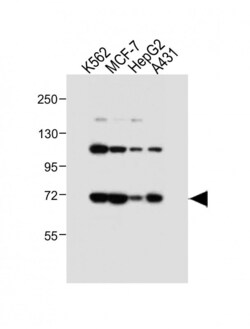 Invitrogen ASM Polyclonal Antibody 400 &mu;L; Unconjugated:Antibodies,