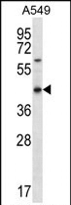 OR51S1 Rabbit anti-Human, Polyclonal, Invitrogen 400 &mu;L; Unconjugated:Antibodies,