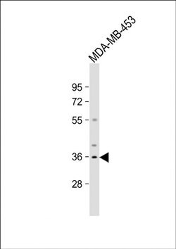 OR51Q1 Rabbit anti-Human, Polyclonal, Invitrogen 400 &mu;L; Unconjugated:Antibodies,