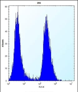 Invitrogen eIF2b alpha Polyclonal Antibody 400 &mu;L; Unconjugated:Antibodies,